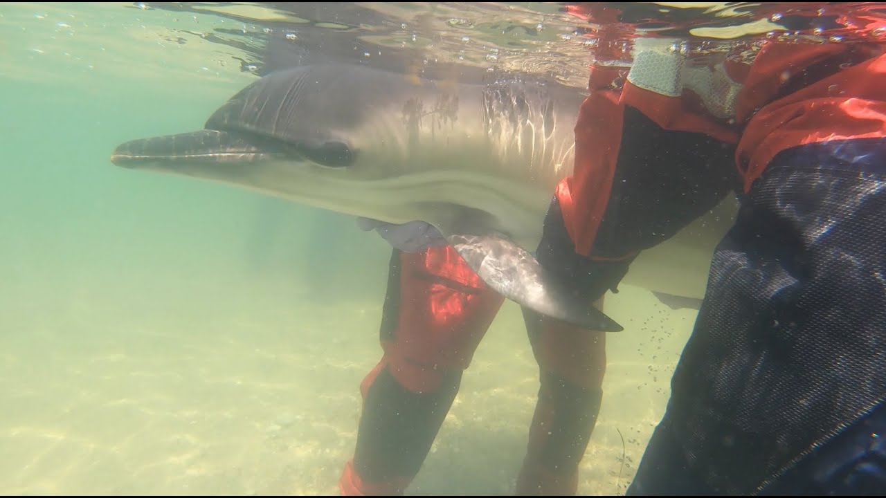 Underwater footage of dolphin rescue and release | GoPro