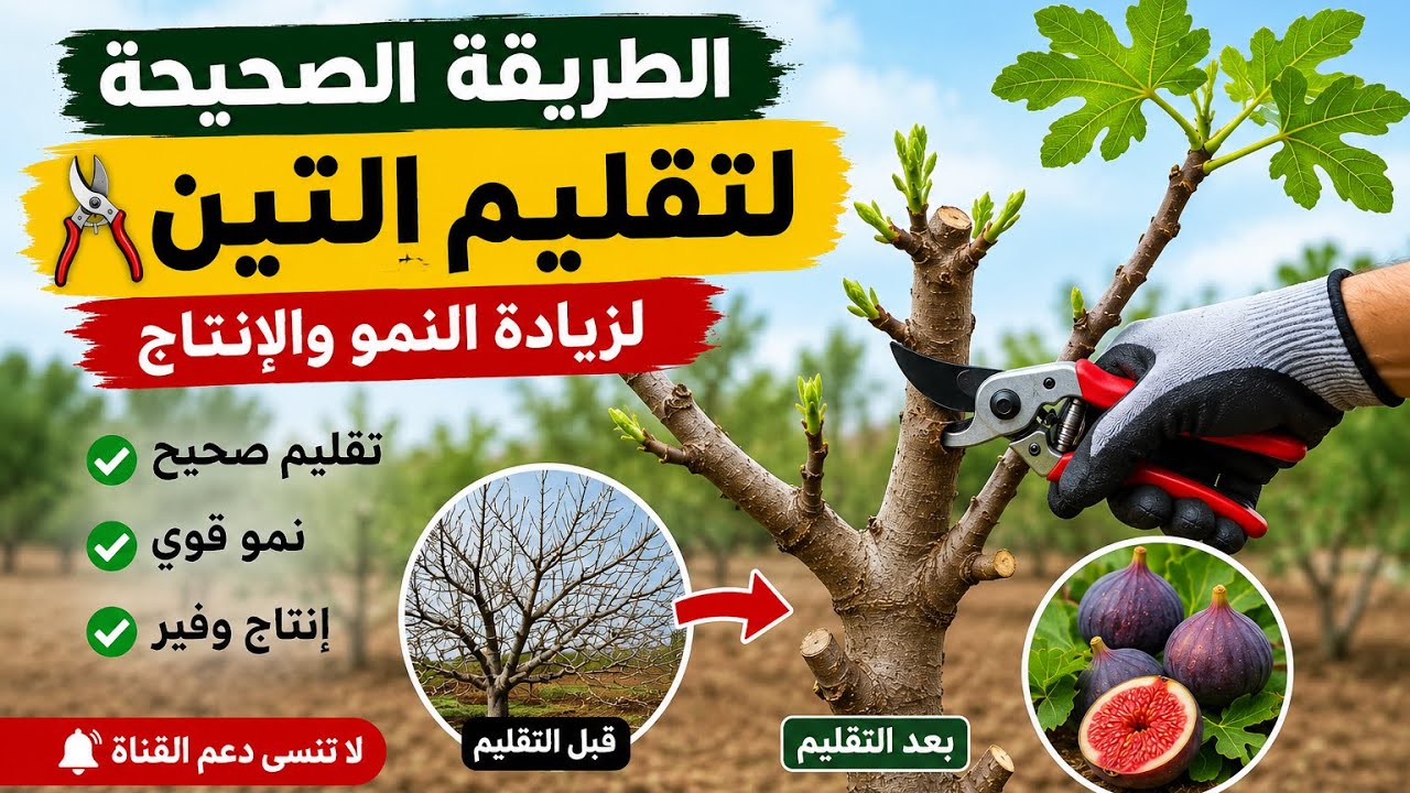 تقليم التين بالشكل الصحيح شوف الطريقة ولاتنسى دعم القناة