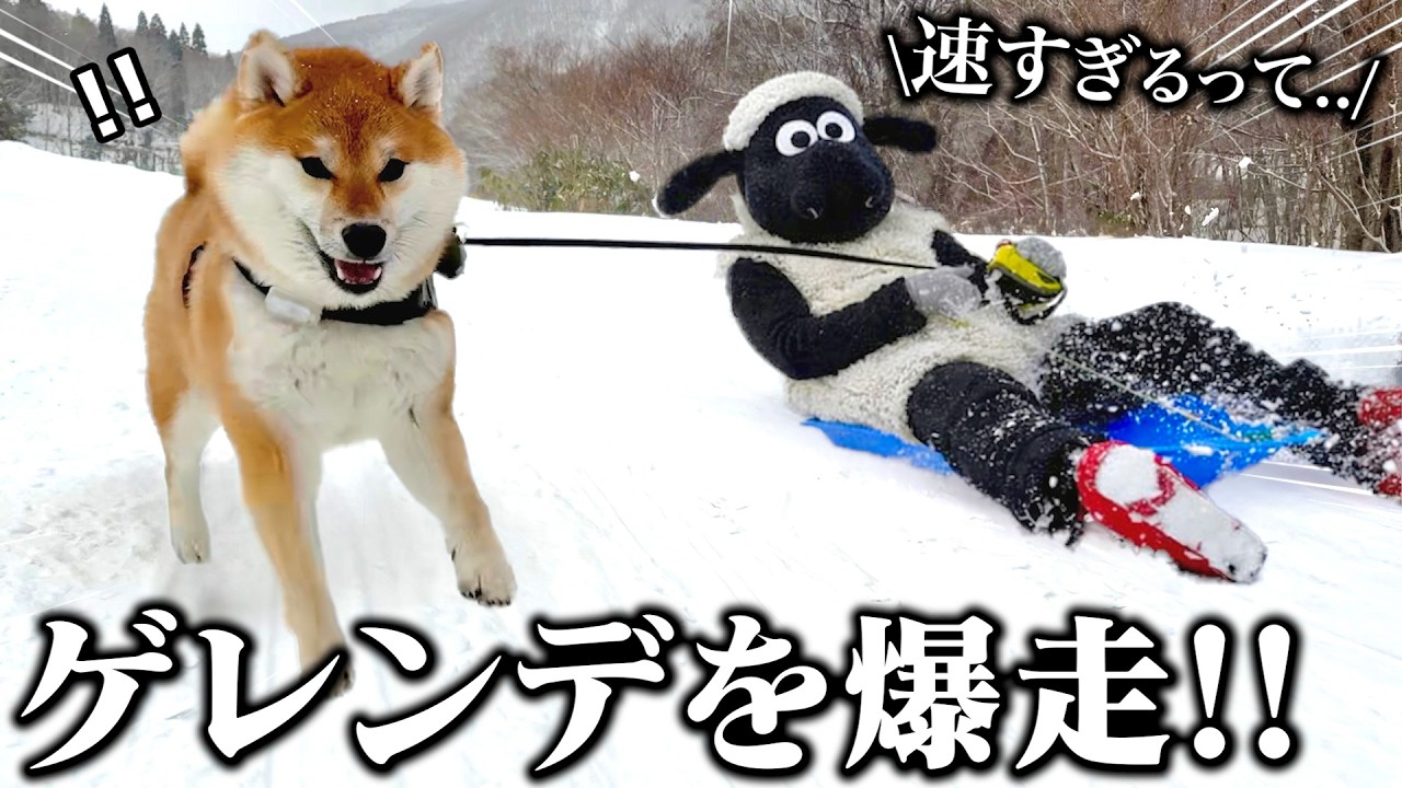初めてのスキー場に大暴走で駆け回る柴犬こまちゃんが想像以上に速すぎましたwww