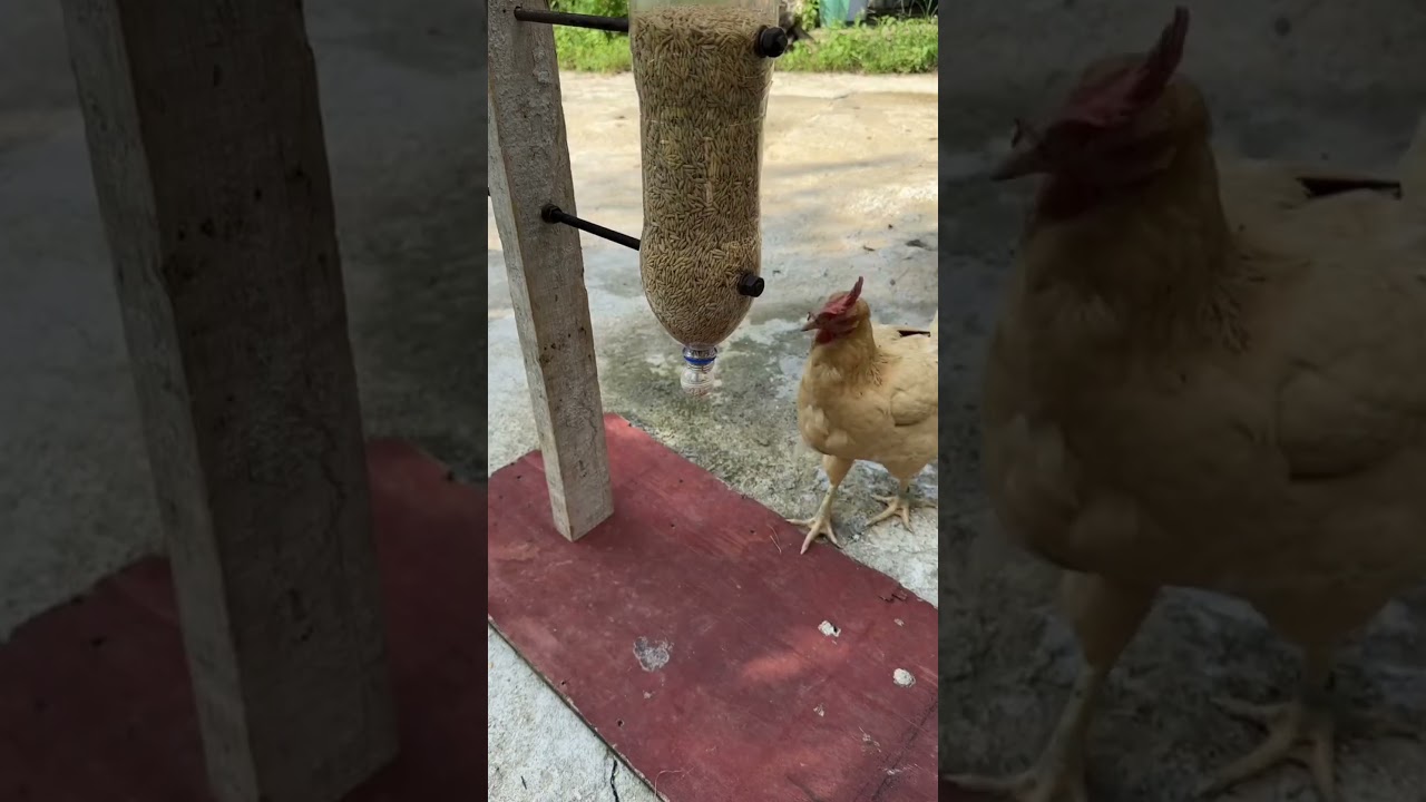 DIY CHICKEN FEEDER  