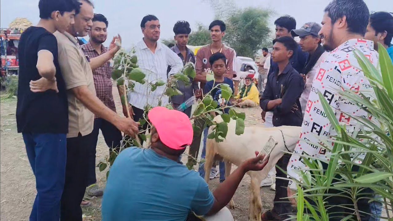 Dewas Bakra Mandi // Qurbani 2025 ki Last Mandi// Tezz Rate Me #ajmerbakramandi #dewasbakramandi
