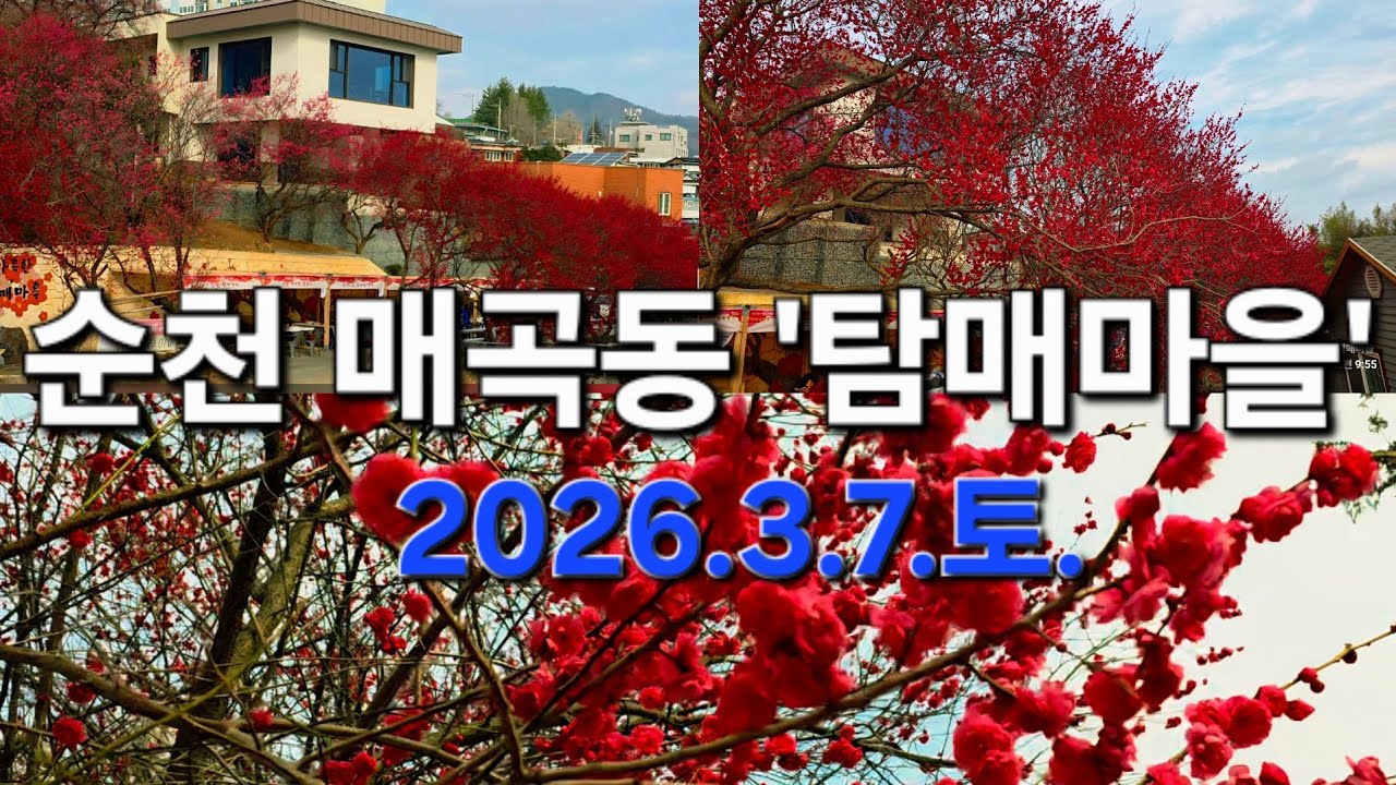 순천 매곡동 탐매마을 홍매화 (2026.3.7.토.)