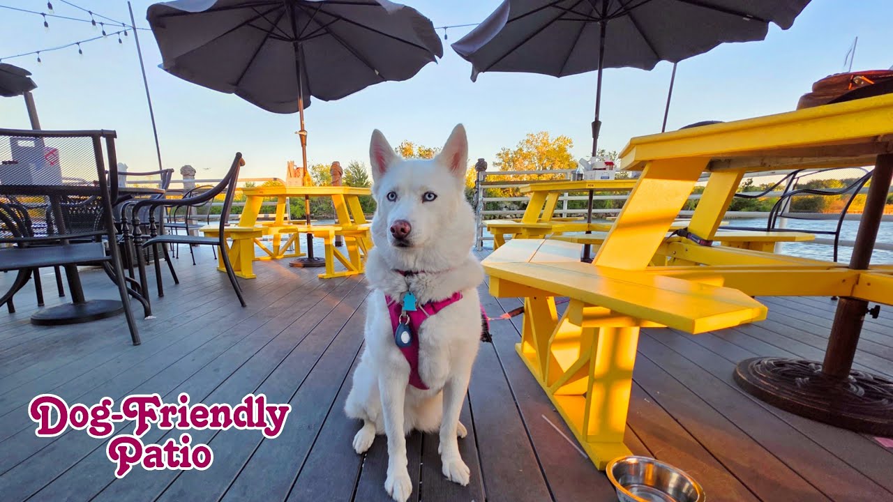 Dogs Eat at Pier Pub