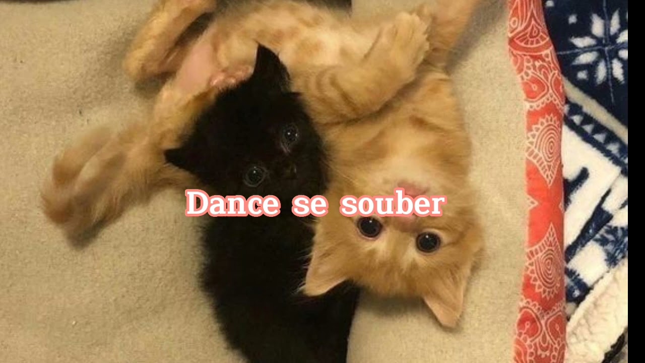 ~DANCE SE SOUBER~{TIKTOK}