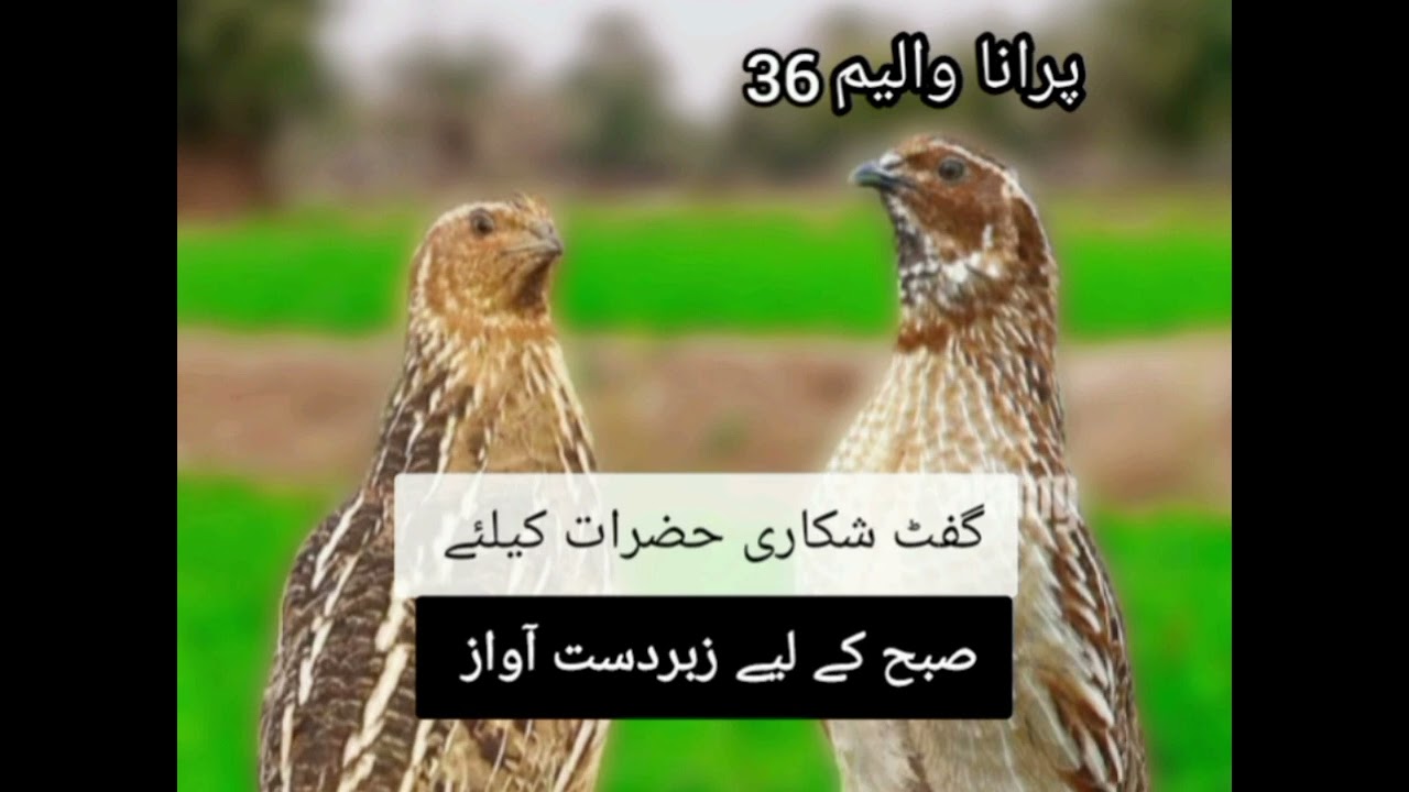 Bater shekar keliye zabrdst awaz  #quailhunting #nature #birds #femalequailsound #بٹیر #birdslover