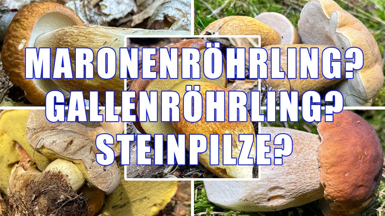 Gallenr&ouml;hrling oder Steinpilz? Maronenr&ouml;hrling oder Steinpilz? Bitterr&ouml;hrling oder Sommersteinpilz?