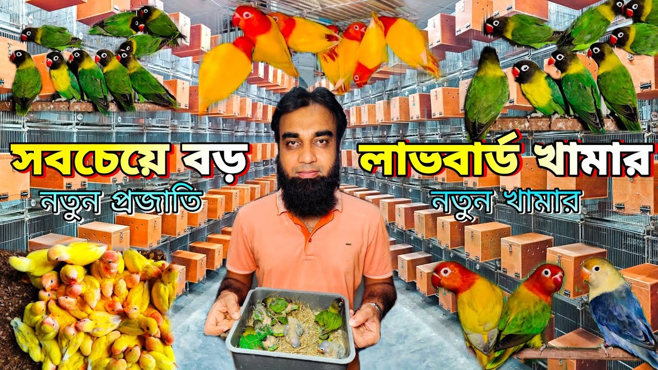 সবচেয়ে বড় লাভবার্ড খামার_রেয়ার মিউটেশনের নতুন খামার / Biggest Lovebird Farm In BD_Parrot Farm BD