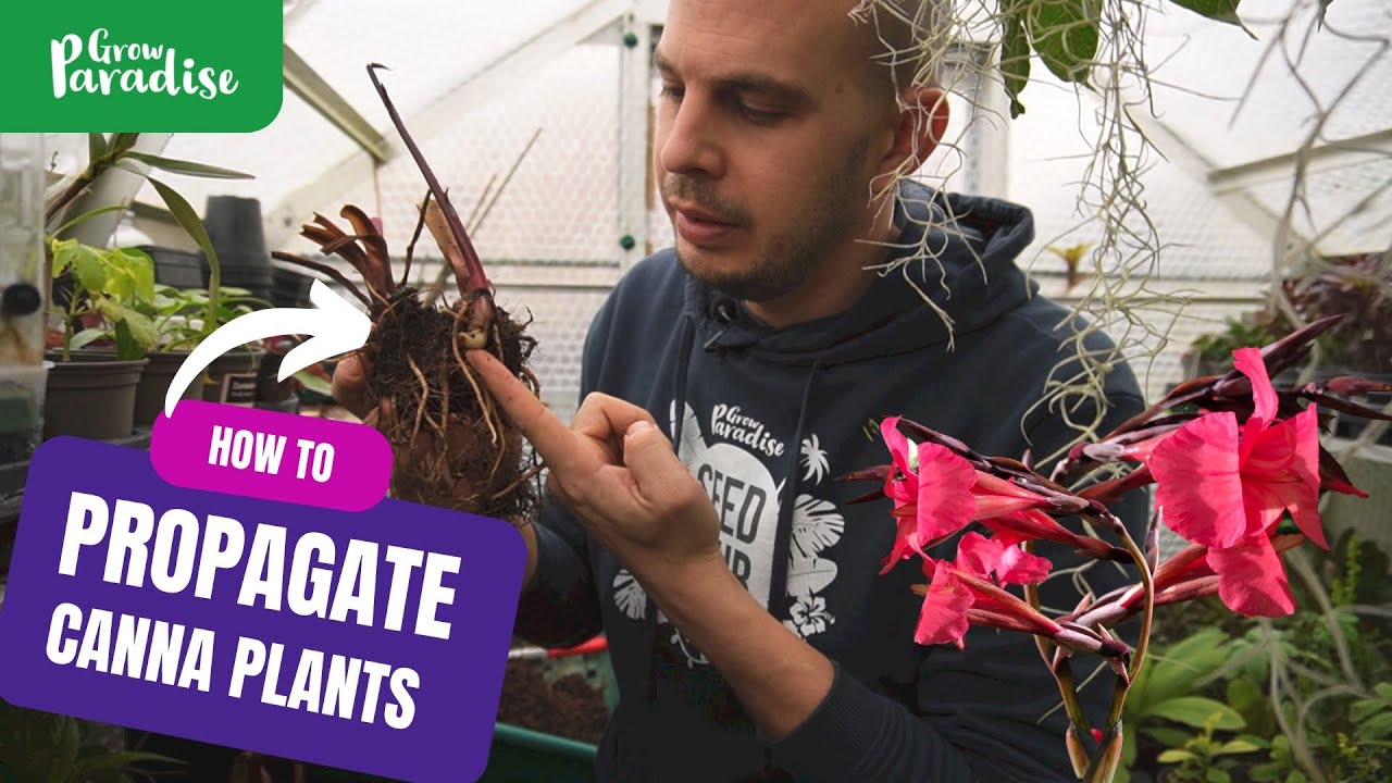 Divide now for FREE Canna plants | How to propagate Canna