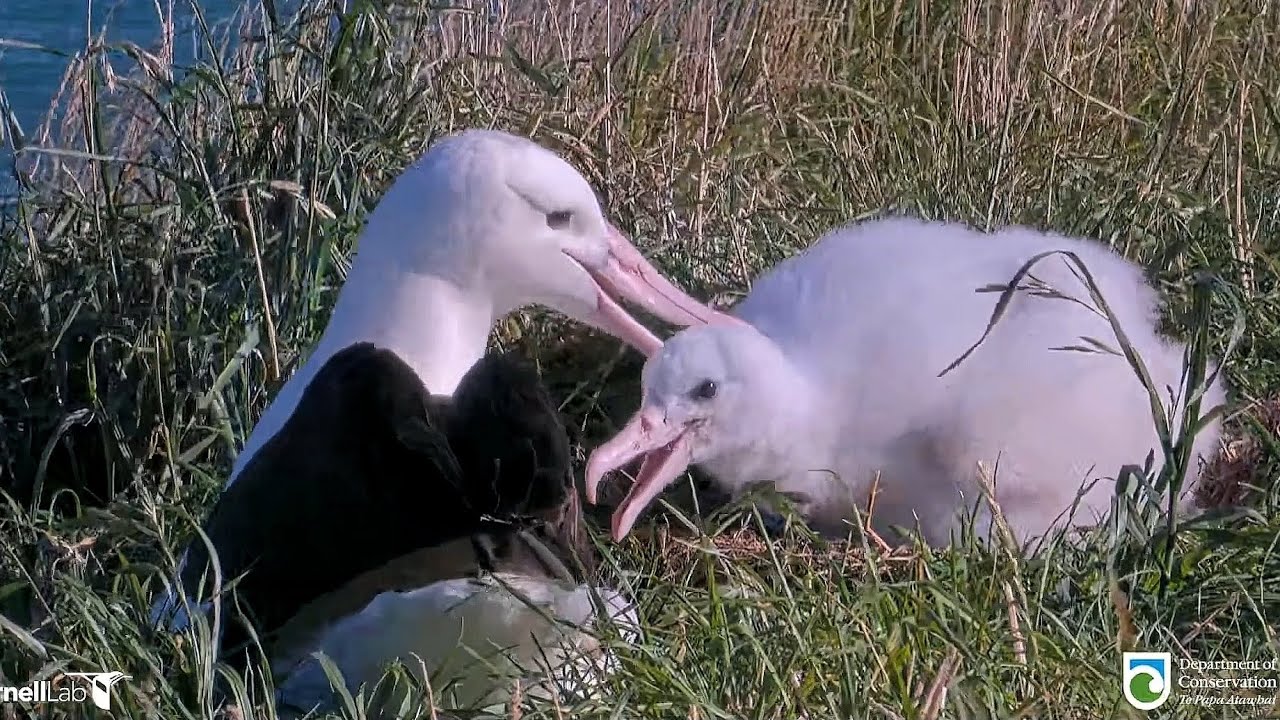 Royal Albatross - BOK ❤️ is back home to feed her little chick and spend a long time with him 💕