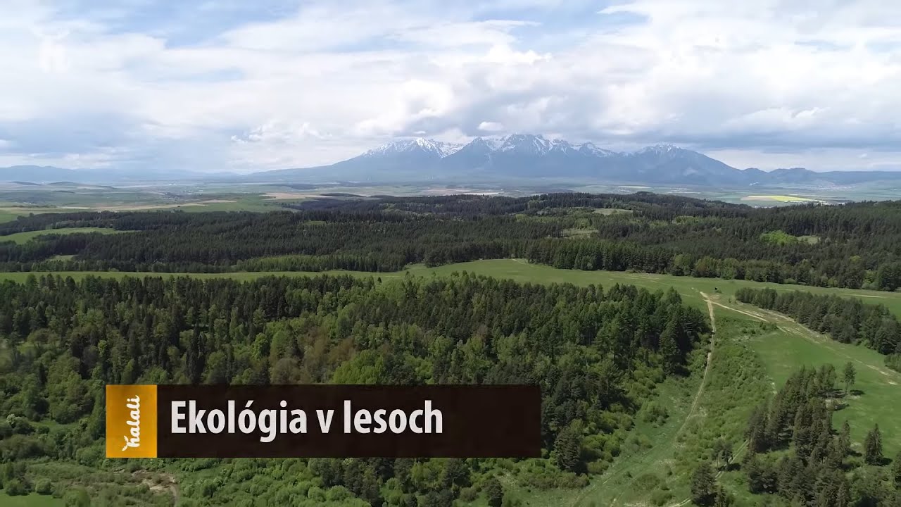 Ekol&oacute;gia v lesoch