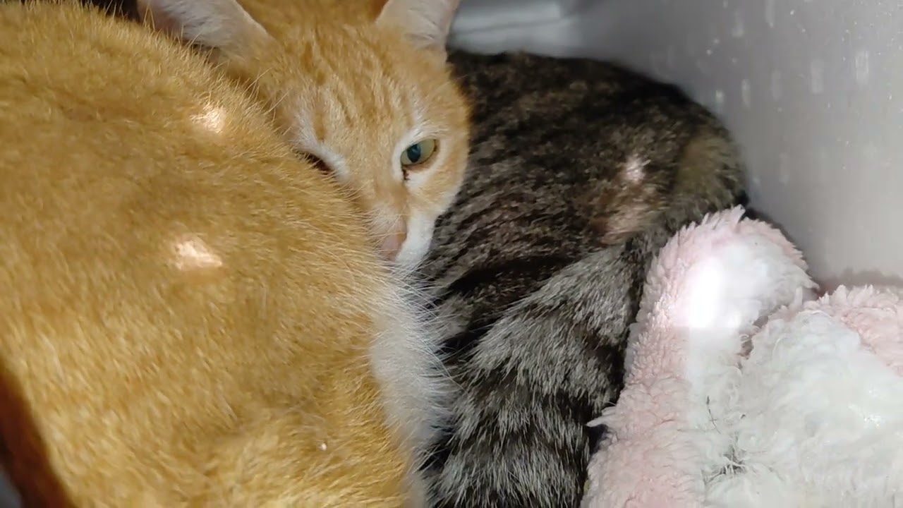 一周終えハウス🏠覗いて見ると❗仲良く団子になり寝てたミィちゃん&まん丸ちゃん❗寒いからゆっくり休んでて下さいニャー♥️