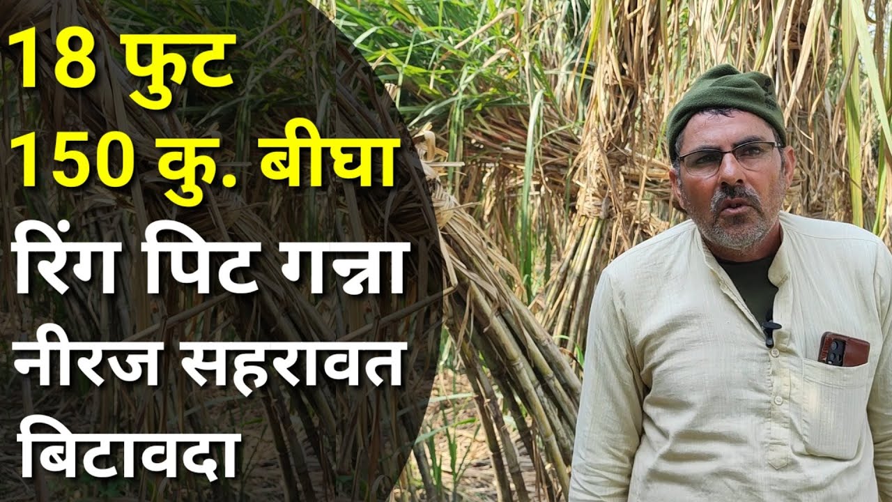 हर साल रिंग पिट से 100 कुंटल बीघा लेने वाले नीरज सहरावत बिटाविदा। Ringpit Sugarcane Farming ।
