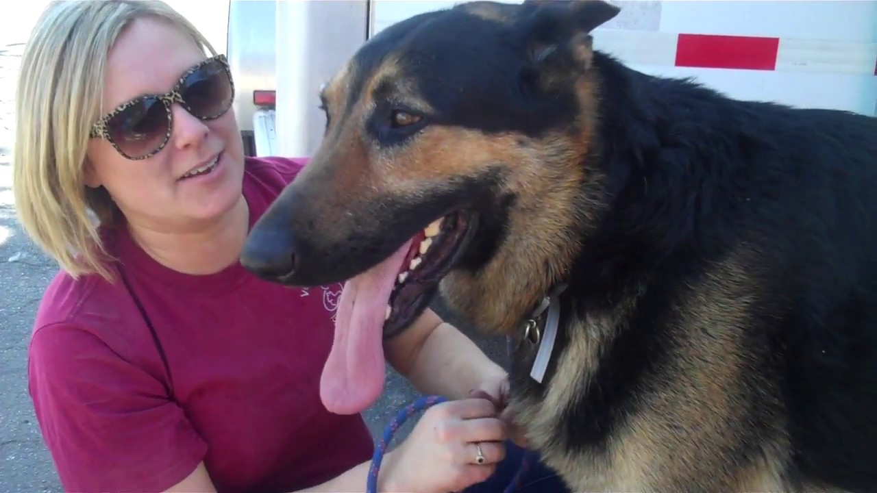 A5038029 Blue | German Shepherd