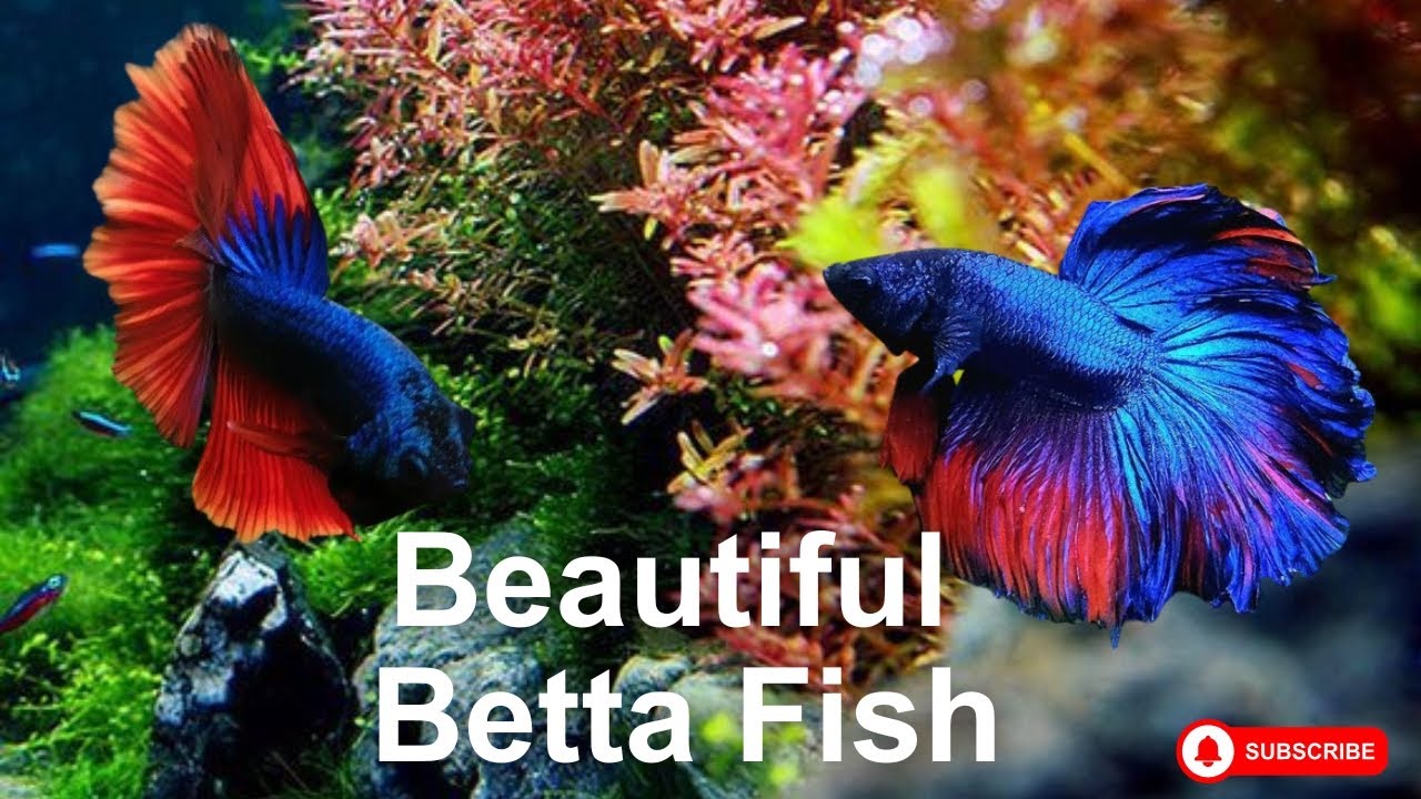 The incredible watch aquarium fish in a small tank, Betta Fish, Koi Fish.