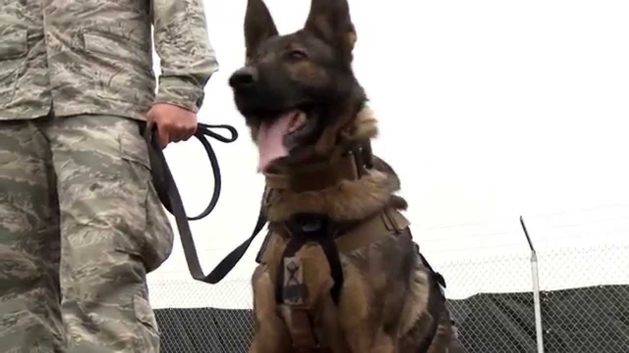 Military Working Dogs
