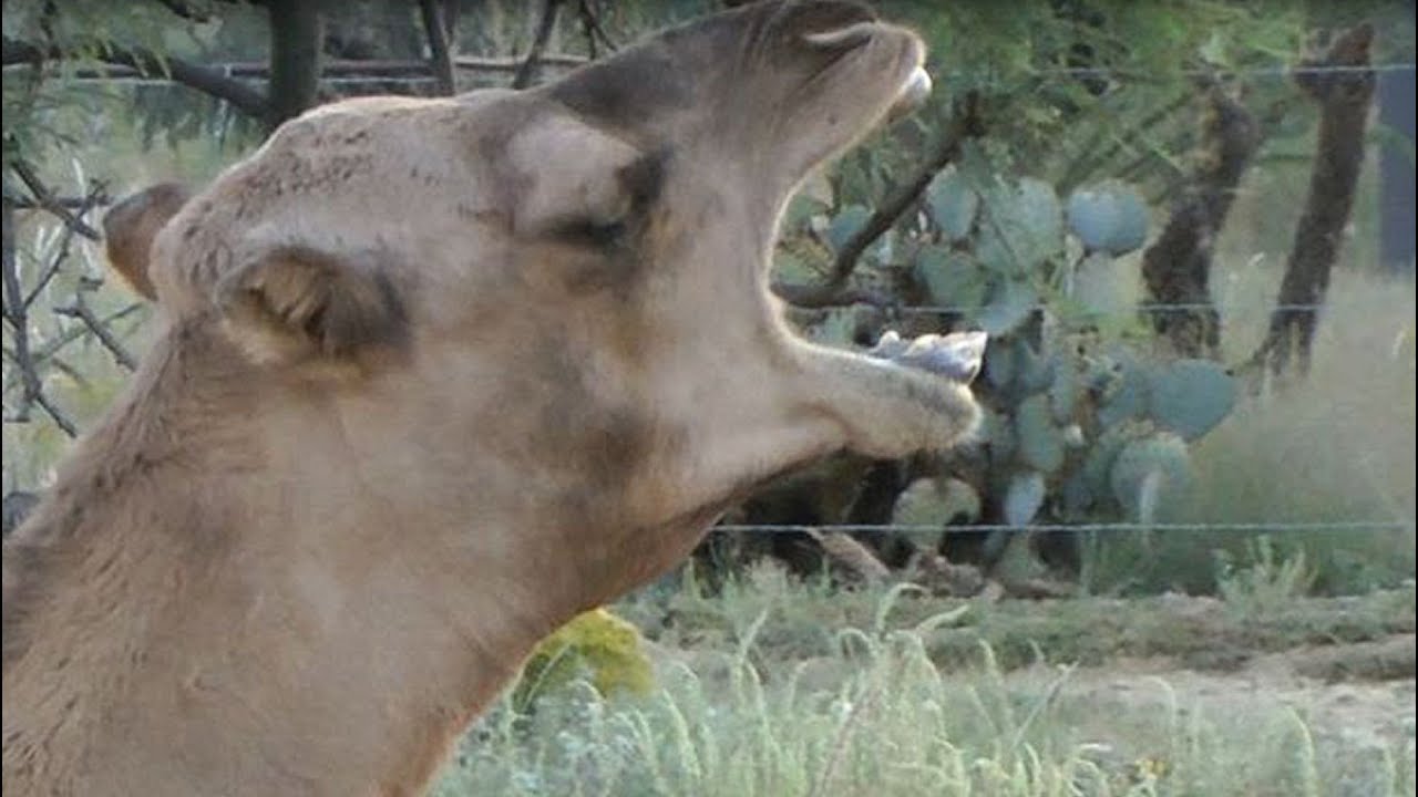 Nessie the camel does her morning routine