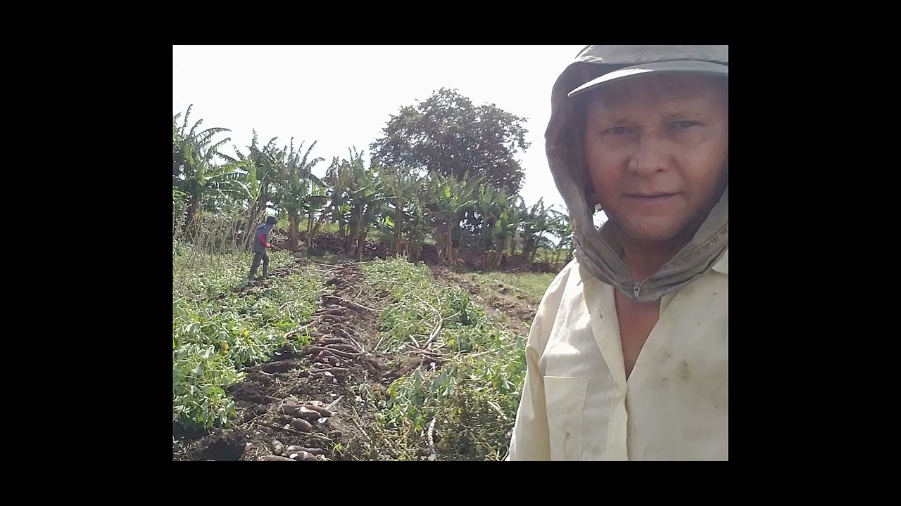 ROLDANILLO LOTE44