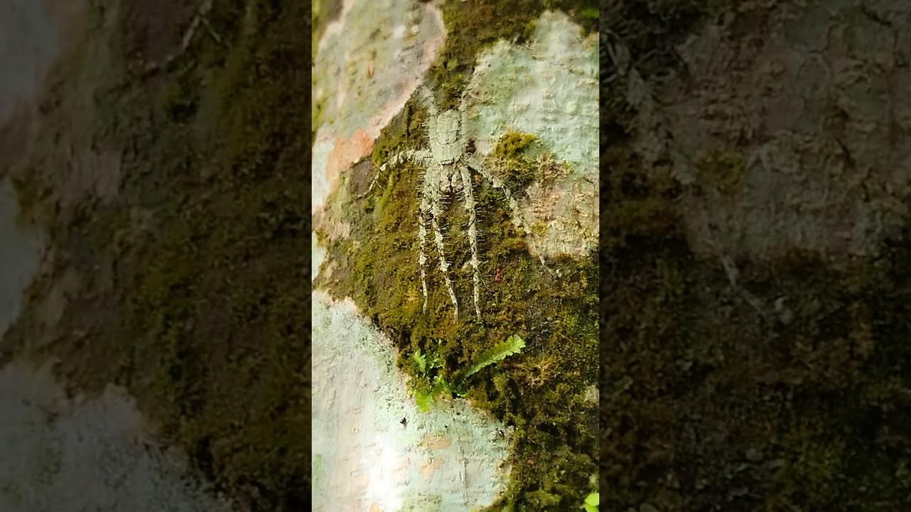 Spider Camouflage Skills