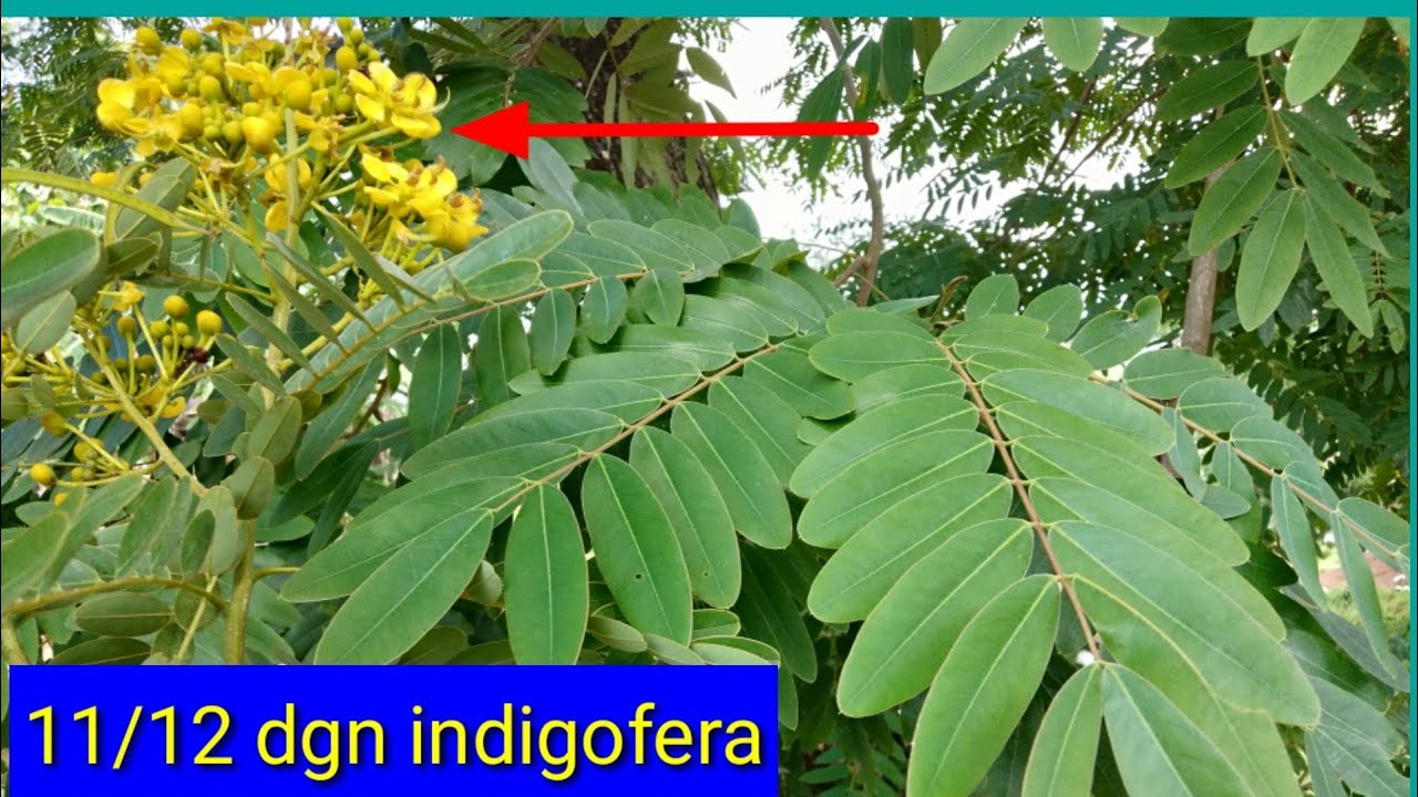 Tanaman mirip indigofera - yg pasti bukan gamaL