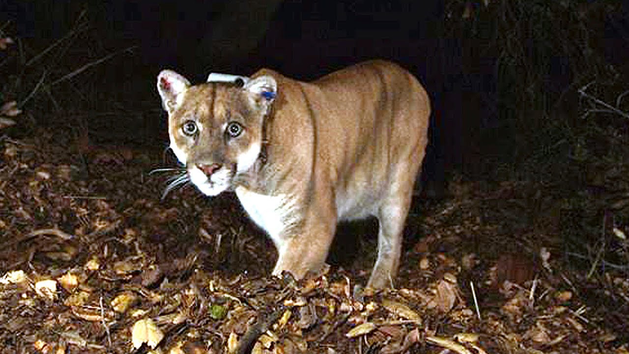 Why was LA’s most famous mountain lion P-22 euthanized?
