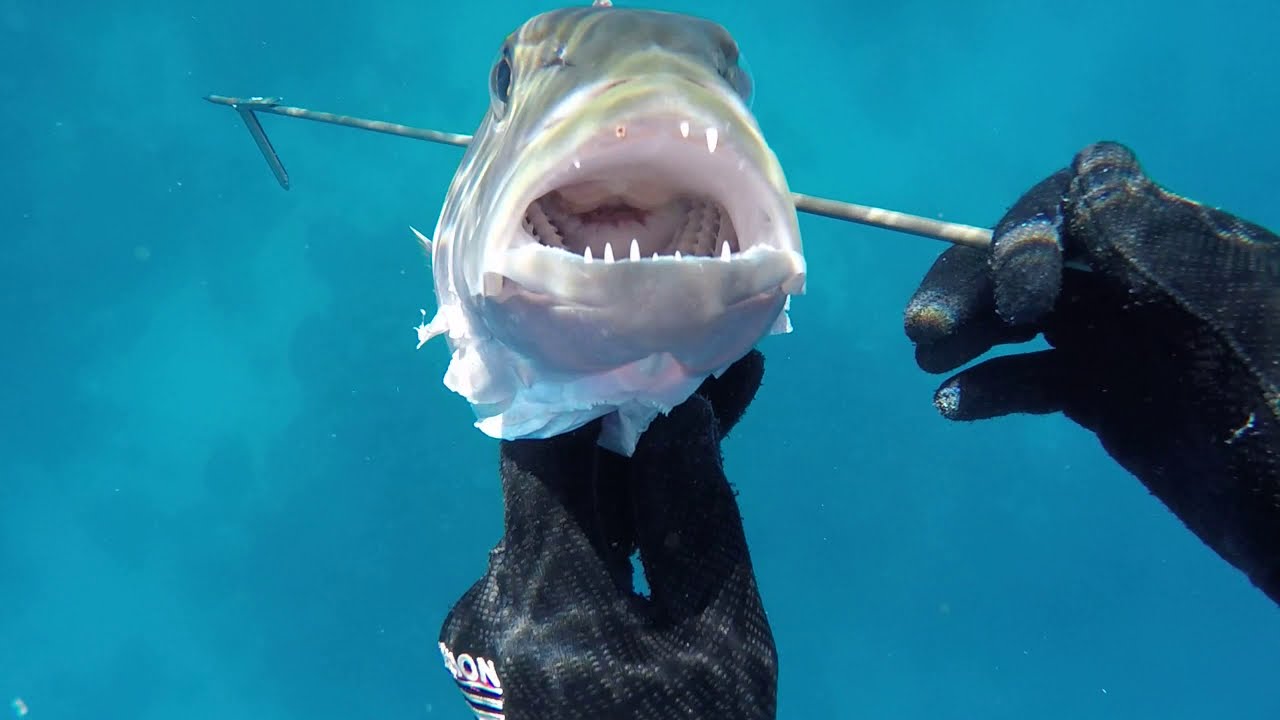 Spearfishing new caledonia, chasse sous marine en nouvelle caledonie partie 1
