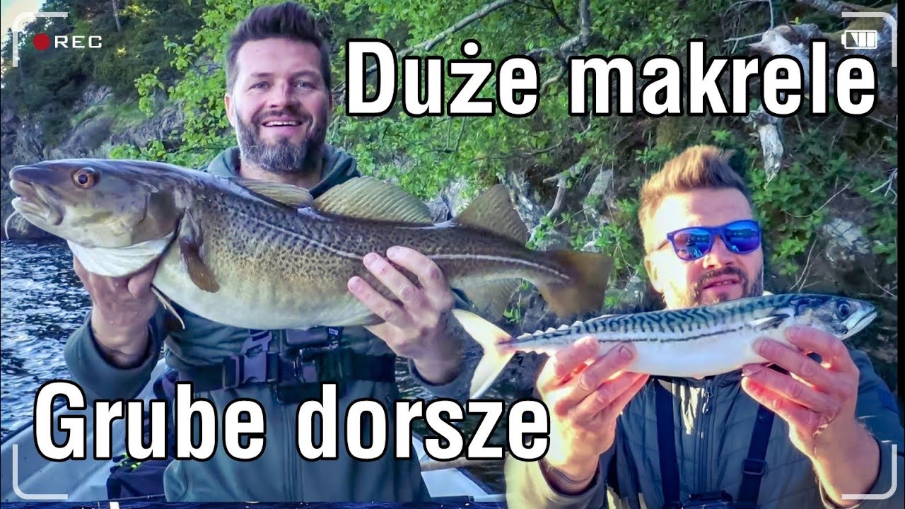 Wielkie makrele i dorsze 2022 /wędkarstwo w norwegii / piękny fjord #wędkarstwo #norwegia #makrela