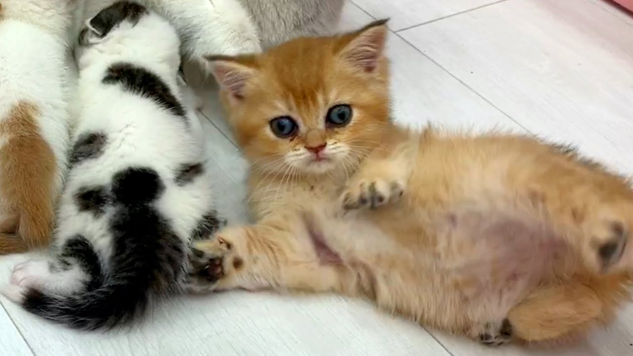 Усыновит ли кошка чужого котенка?