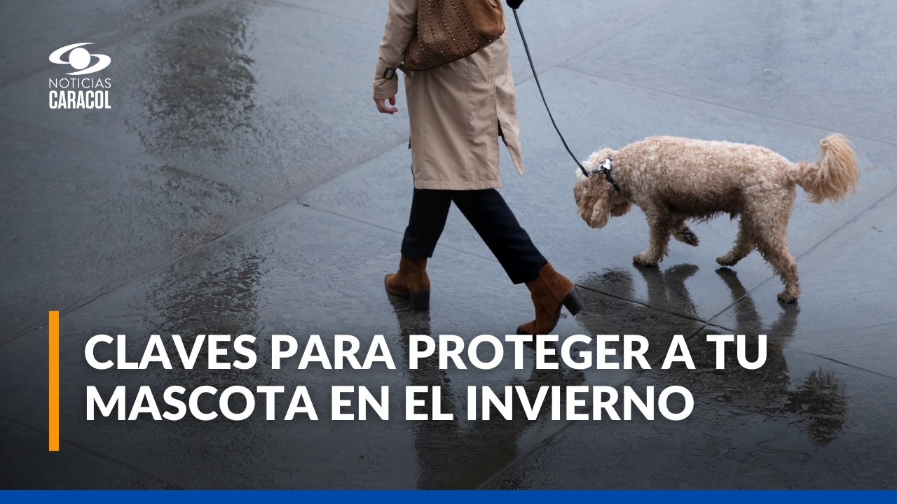 Cómo mantener a su perro sano durante el invierno: recomendaciones de expertos
