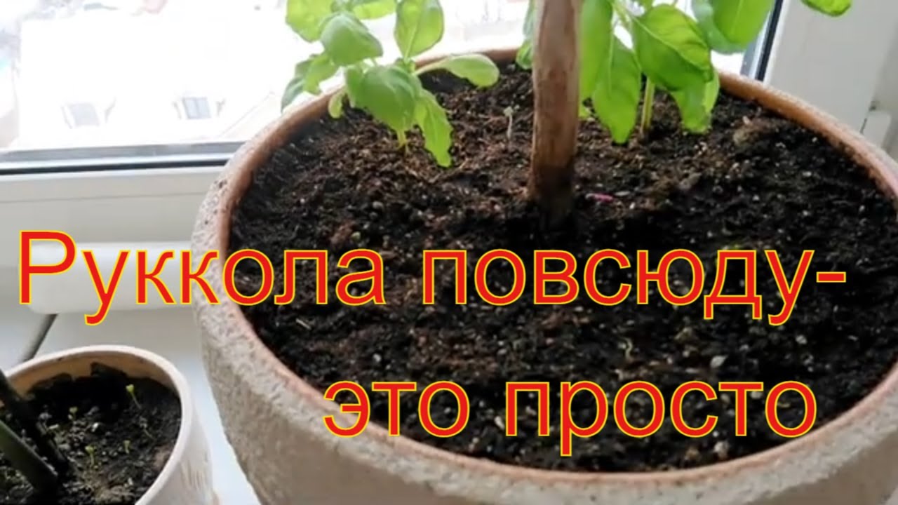 Руккола на подоконнике- это просто. Простейший , эффективный способ выращивания рукколы за 25 дней.