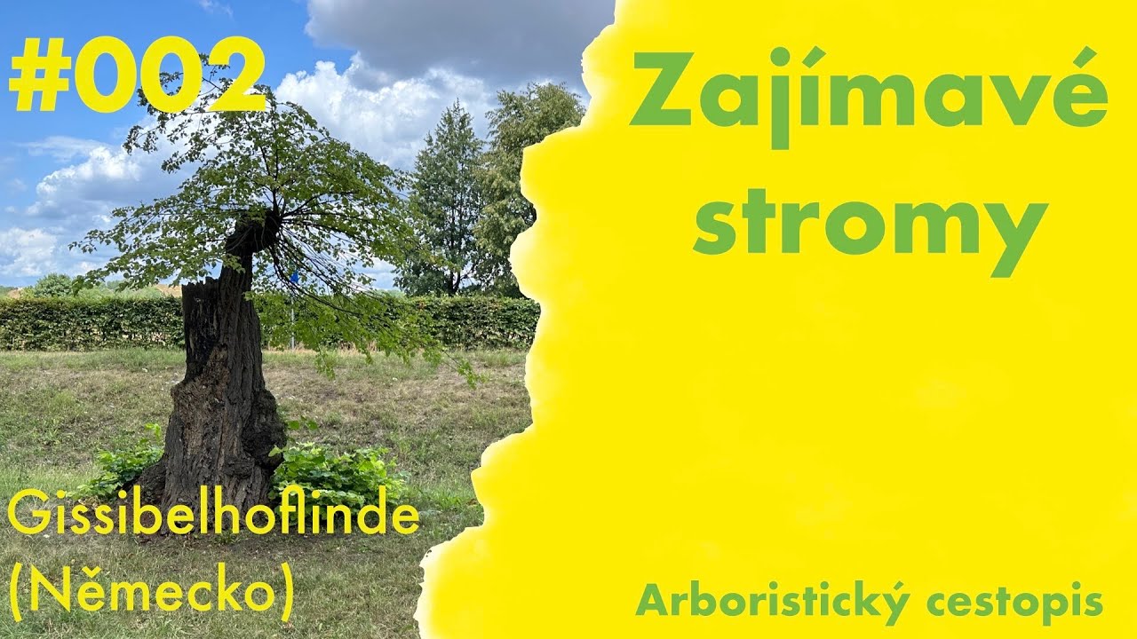 Zajímavé stromy / 02 / Gissibelhoflinde, Bavorsko