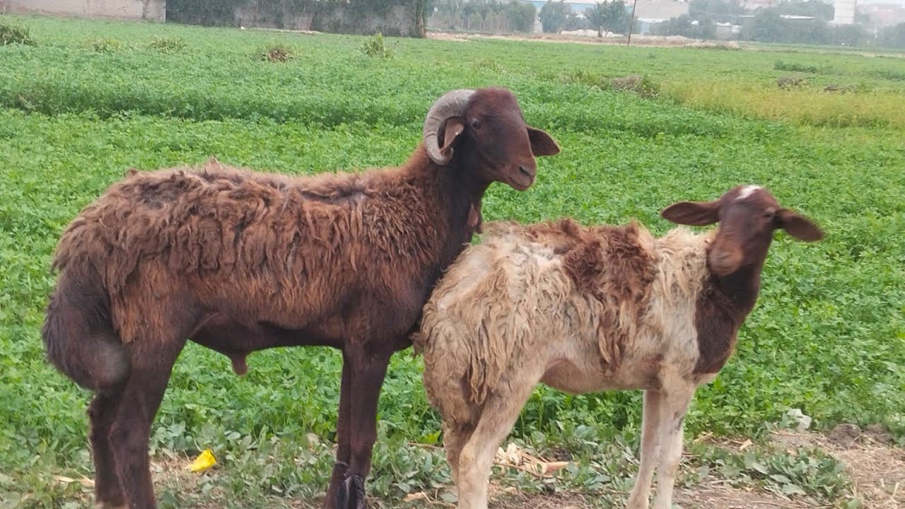 لهواة. التقاوى. وتحسين القطيعخروف طلوقه. لبنى. مكسرش. بدرية.  تحت عشار اوسيمى 01121870040