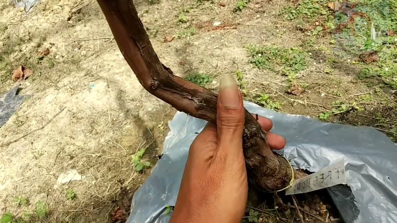Menanam Rootstock Import Batang Bawah Anggur Di Tanah Extrim Liat Berat