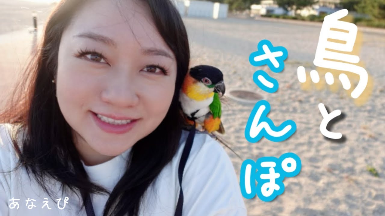【鳥と散歩】シロハラインコだけと出かけたら ヤキモチなオキナインコが喋らなくなりました。I hang out with one of my parrots.