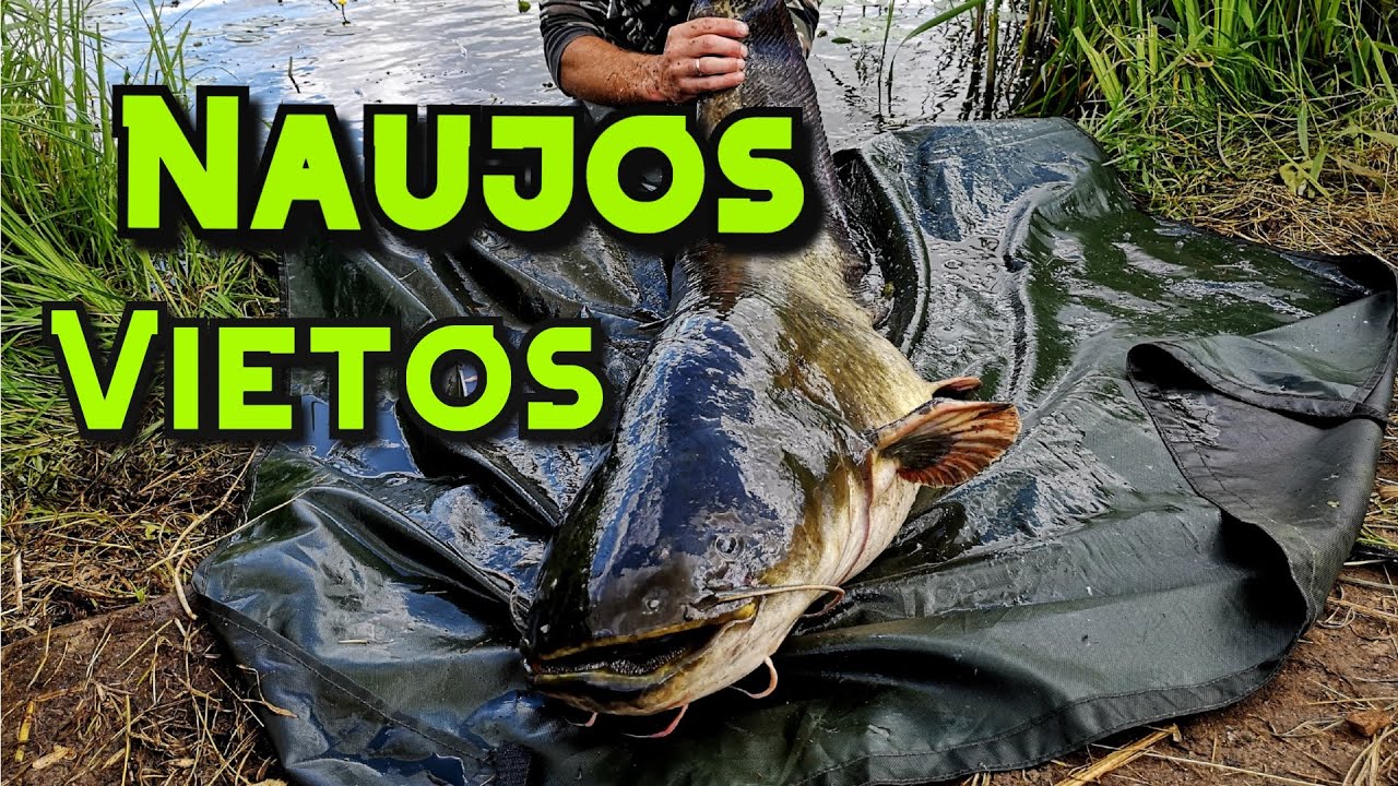 Šamų žvejyba su kvakle.  Naujos vietos