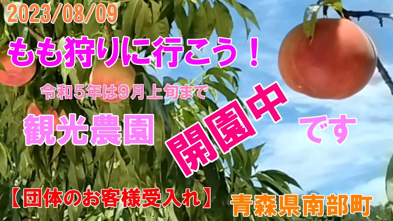 【青森県南部町】2023/08/09「もも狩りに行こう！」（団体のお客様の受入）