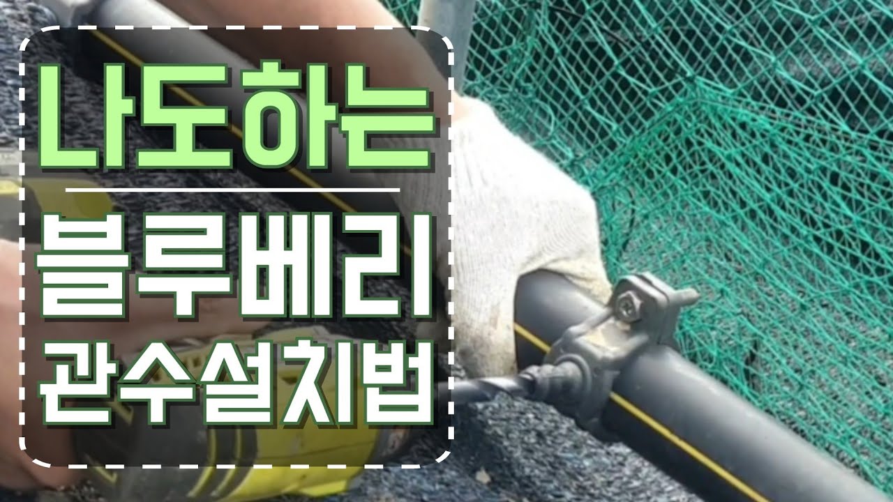 블루베리 관수설치 어렵지 않아요!나도 설치하는 점적호스 설치법!블루베리관수 설치하기