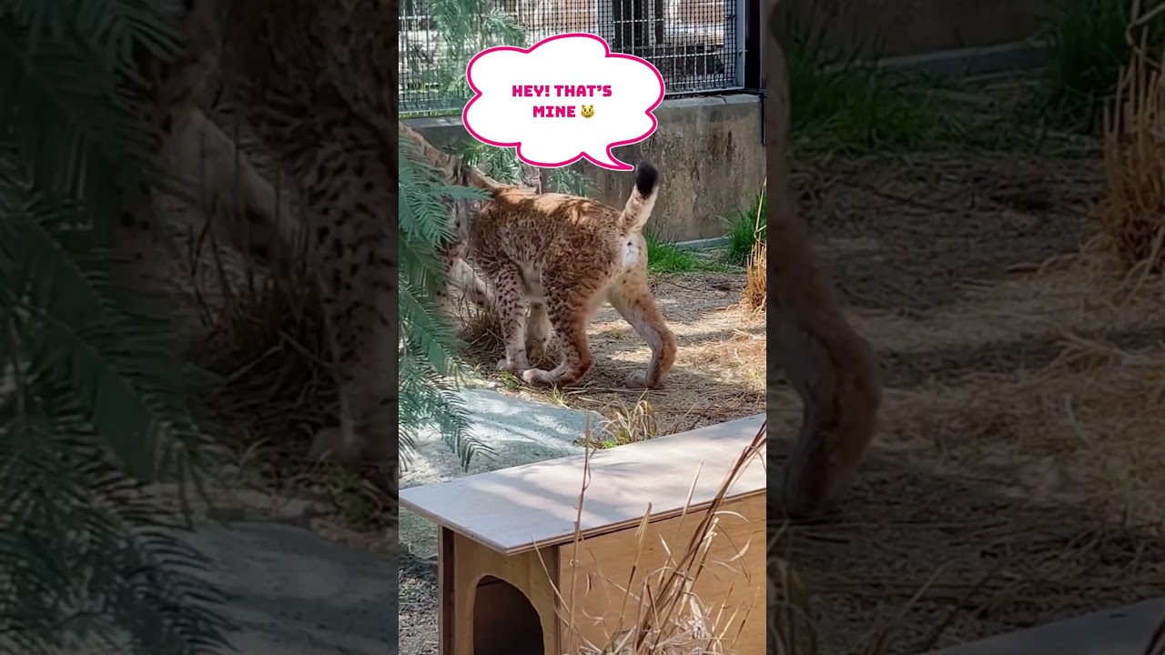 Funny Siberian Lynx Wildcat Courtship Ritual 😹 #shorts