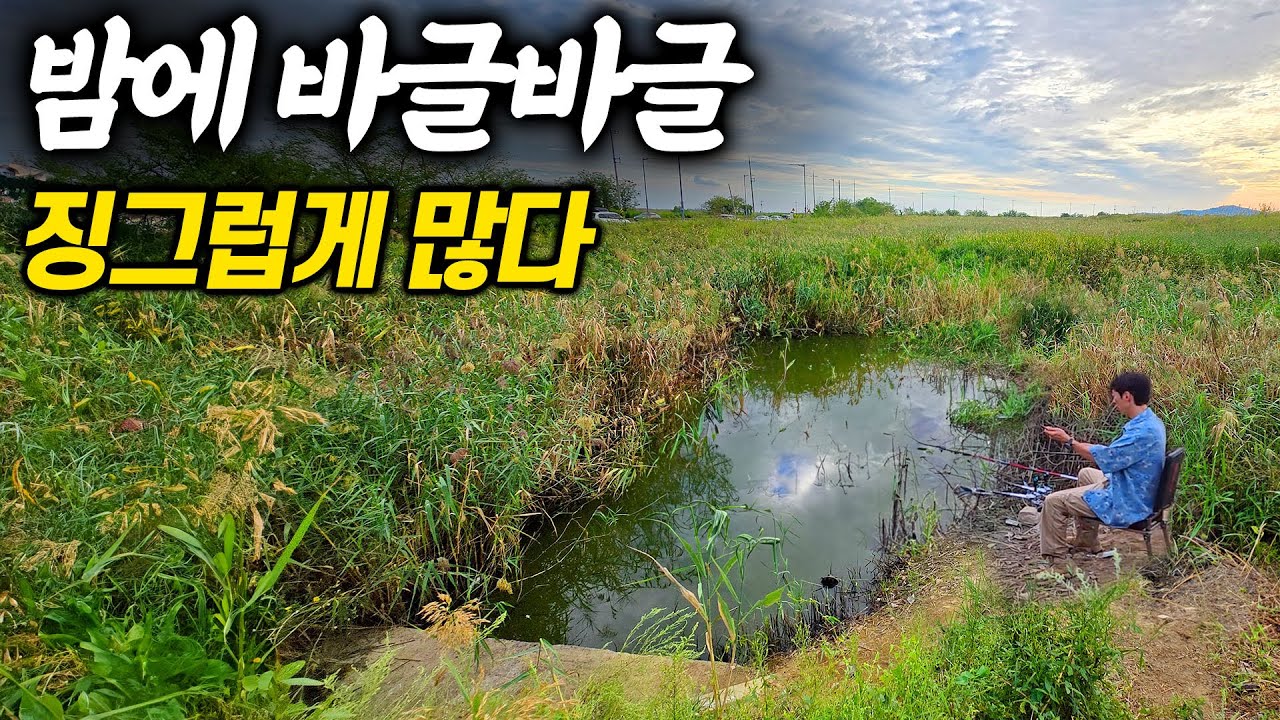 밤이 되니 바글바글거리며 몰려온다. 너무 징그러운데?  마지막 폭염 날