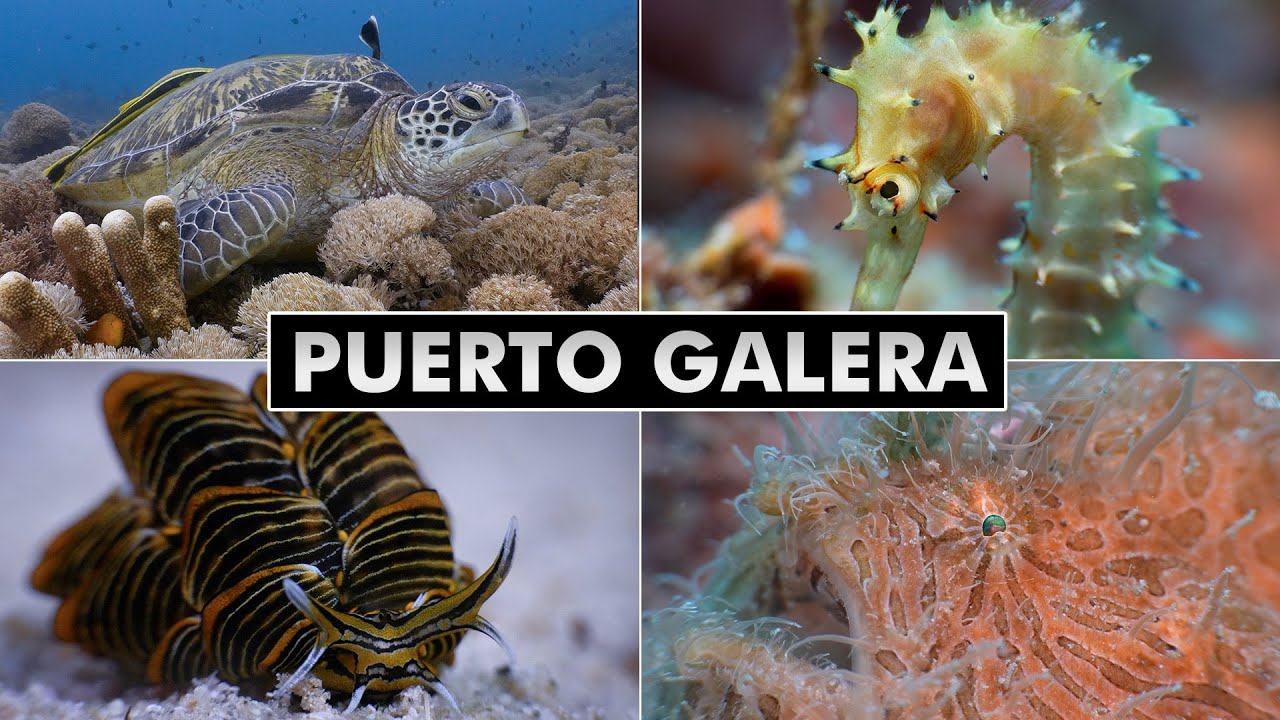Diving Puerto Galera, Philippines [4k]