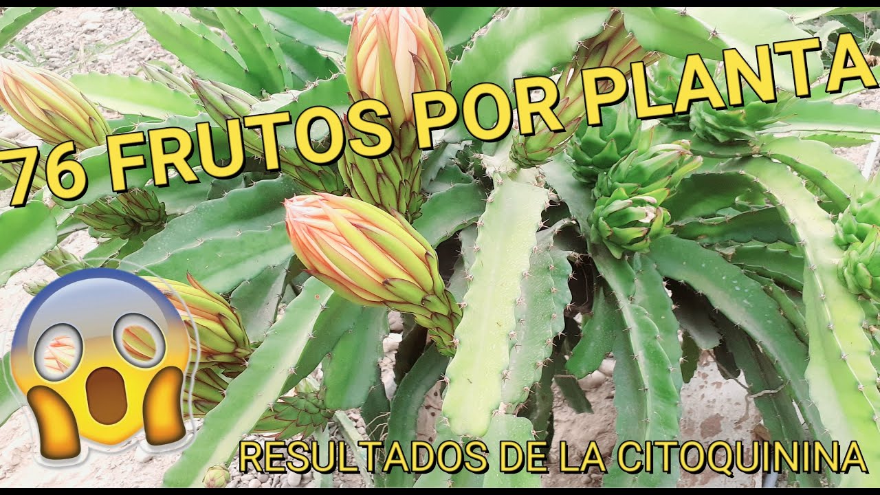 76 FRUTAS DE PITAHAYA POR PLANTA -RESULTADOS DE APLICACIÓN DE LA CITOQUININA VIDEO 4K