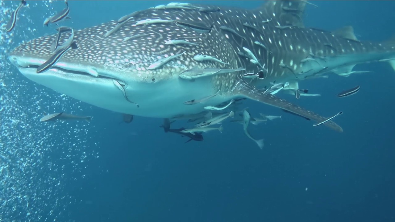 Walhai Koh Tao, Shark Island