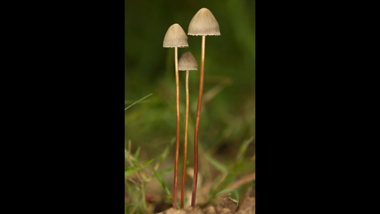 Astroterrestial - Psilocybin Endurance