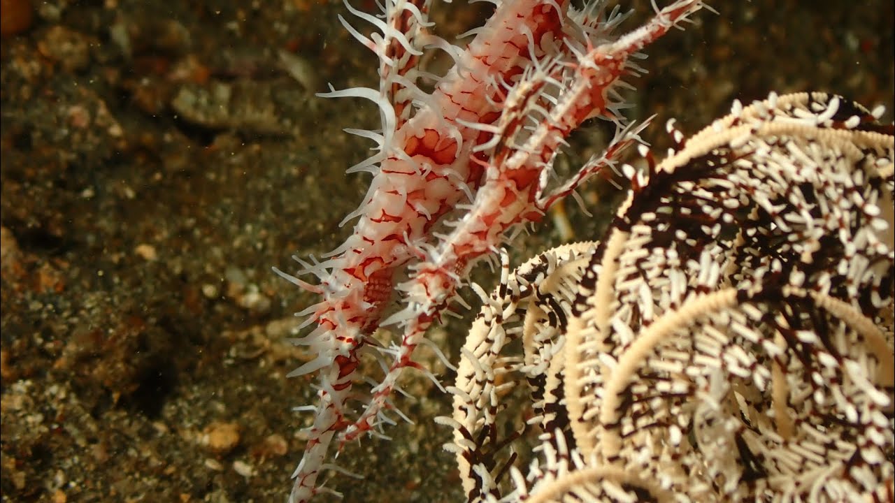 Ketchup and Mustard Muck Dive the Lembeh Strait with Two Fish Divers
