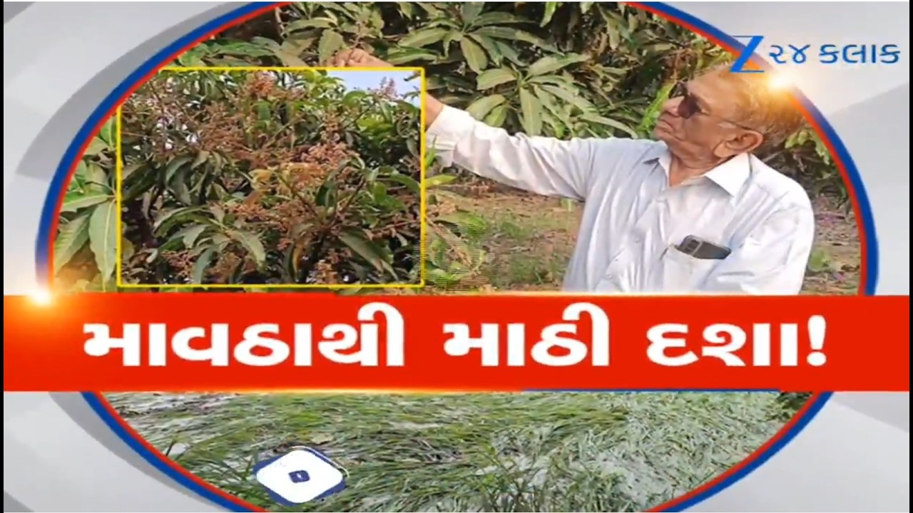 Bharuch: અંકલેશ્વરમાં માવઠાનો તાતને પડ્યો માર, કેરી, શાકભાજી, બગાયતી પાકને પહોંચ્યું મોટું નુકસાન