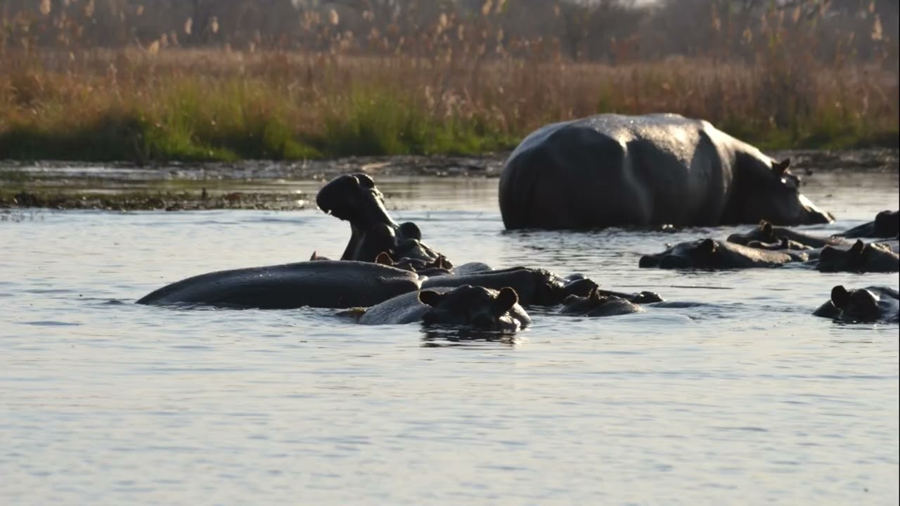 Kwando River Wildlife: A Journey Along Namibia and Botswana's Natural Border   #r62adventuretours