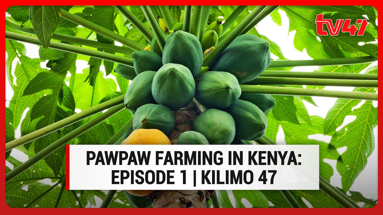 Pawpaw farming in Kenya EP1 (PART 1) | Kilimo 47