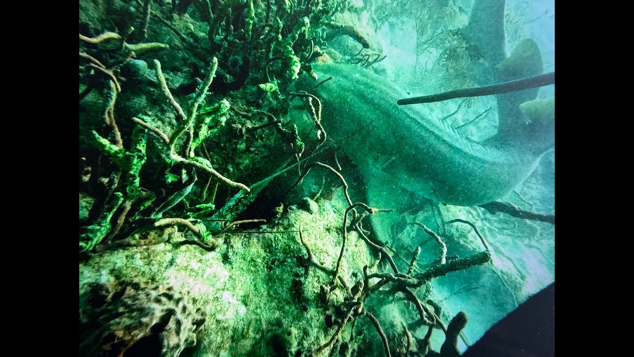 Shark attacks lobster then commercial diver attacks shark.Extreme underwater hunting videos Miami,FL