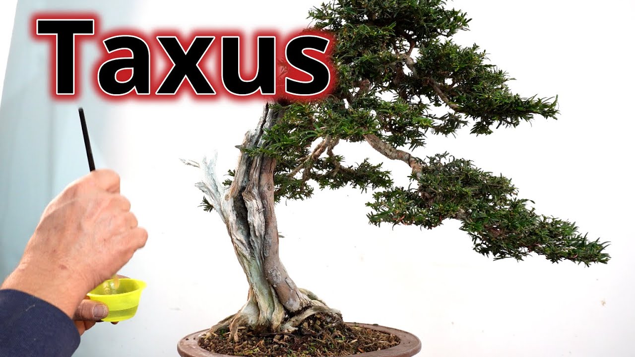Taxus baccata becomes bonsai 