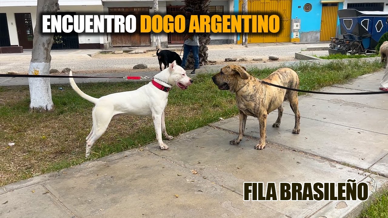 Encuentros CANINOS callejeros DOGO ARGENTINO, Tipo Bull, Fila Brasileño, pastor alemán PT. 2