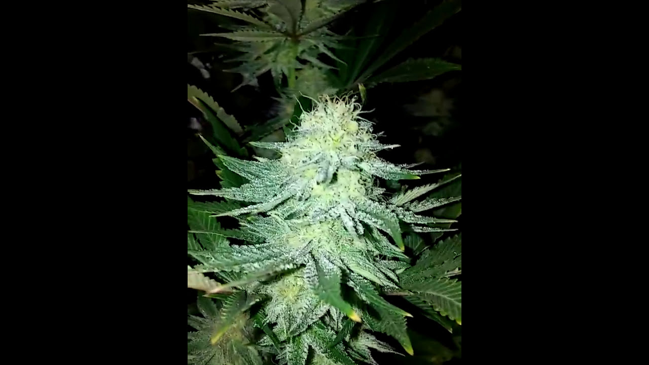 Beautiful buds. Gotta love the ganja.